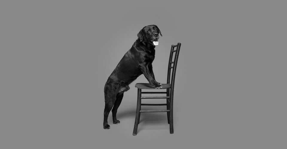 Portret fotografija ljubimaca, fotografiranje pasa